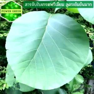 สารจับใบเกรดพรีเมี่ยม POWER GREEN ประจุลบ (Anionic) สูตรเข้มข้นมาก ประจุลบ (Anionic) สำหรับปุ๋ย ยา