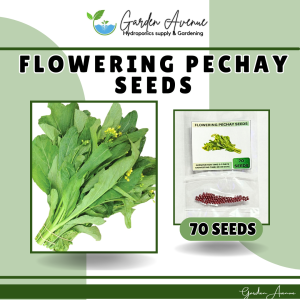 SULIT PACK! FLOWERING PECHAY/CHOY-SUM/CHINESE PECHAY (70 PCS SEEDS) - FOR BACKYARD/FARMING/HIGH GERMINATION RATE
