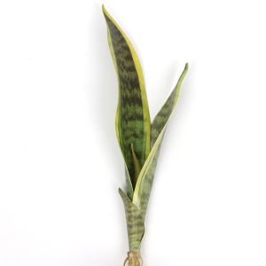 41Cm Tanaman Hias Sensivera 4 Daun Lidah Mertua Latex Artificial Plastik Snake Plant Daun