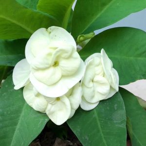 โป๊ยเซียน ดอกใหญ่มาก-เงินเศรษฐี มีทั้งดอกชั้นเดียว และดอกซ้อนสวยงามมาก