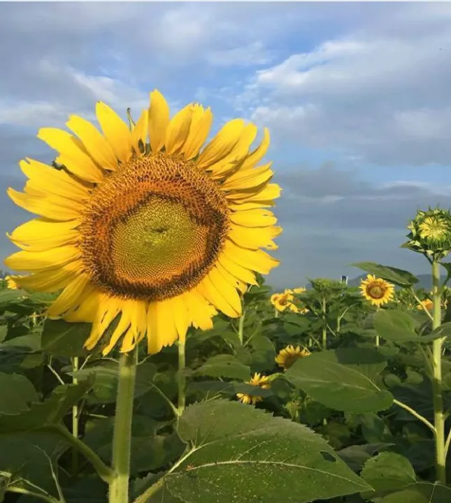 H%E1%BA%A1t%20gi%E1%BB%91ng%20hoa%20h%C6%B0%E1%BB%9Bng%20d%C6%B0%C6%A1ng%20kh%E1%BB%95ng%20l%E1%BB%93%20-%20g%C3%B3i%2030%20h%E1%BA%A1t%20-%20Image%202