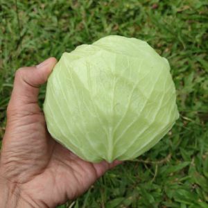 Replika Sayuran Kol kubis (1pcs) / Mainan anak / Edukasi anak / Dekorasi meja makan /
