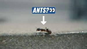 GENUINETerroLiquidAntKiller LiquidAntBaits OutdoorLiquidAntBaits AntDustlFruitFlyTrap