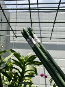 10 Ống thép bọc nhựa chính hãng Daim dài 210 chuyên dùng làm giàn cho cây leo