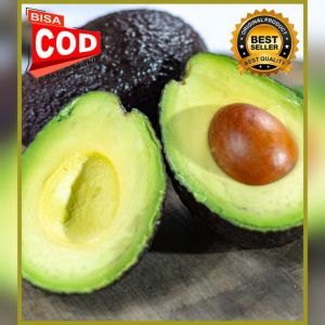 Bibit Alpukat Hass 100% ORI