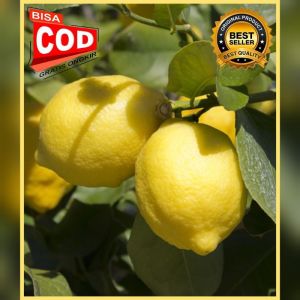 Bibit Lemon California Jumbo 100% ORI