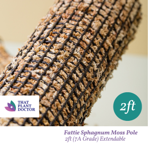 MosuMosu Sphagnum Moss Pole (Extendable) 2ft (7A Grade)