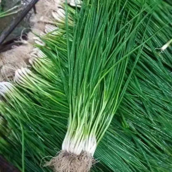 (500 SEEDS) DAHON NG SIBUYAS/BUNCHING ONION /JAKKOU VARIETY/EASY TO ...