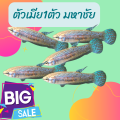 ปลากัดมหาชัย สีเขียว เป็นปลากัดลูกช้อนจากป่าของแท้ มีขาย ทั้งตัวผู้และเมีย สามารถเลือก ที่ต้องการได้ครับ ขนาดตัว เล็ก กลาง. 