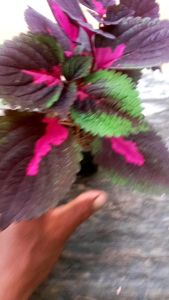 1 ชิ้นต้นไม้ม่าน ซื้อ 1 แถม 1 ซื้อ 1 ชิ้นแถม ต้นฤาษีผสม ต้นไม้ฟอกอากาศ 3 นิ้ว จัดส่งแบบกระถางขนาด 3 นิ้ว