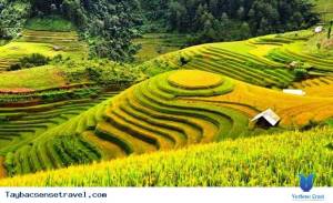 Tranh gạch 3d ruộng bậc thang - DCBV93