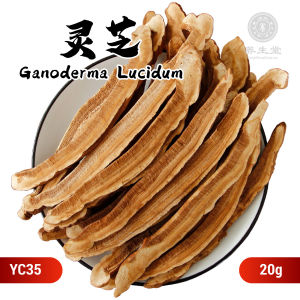Chinese Herbs Herbal Medicine 灵芝 Ganoderma Lucidum Lower Blood Sugar Calm The Mind 中药材 降血糖 镇静安神 YC35