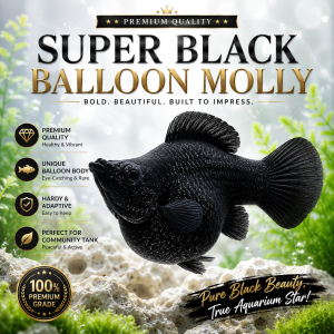 🖤 Black Balloon Molly – Premium Fancy Molly Fish 🖤