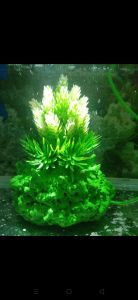 hiasan aquarium dengan tambahan gelembung oksigen