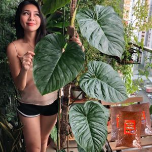 Cocopeat pit cocovit Super premium 2 bungkus 20x30 hemat