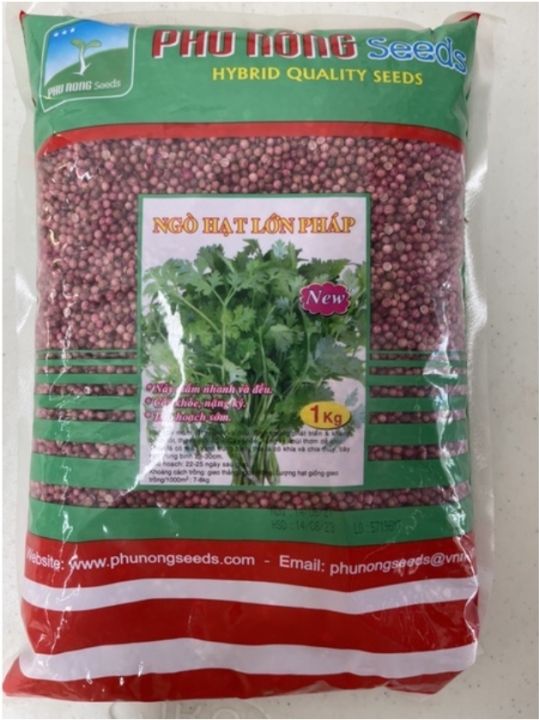 เมล็ดผักชี พันธุ์ต้นใหญ่ 1 กิโลกรัม งอกดี ทนโรค