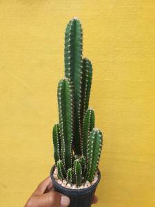 ต้นกระบองเพชร ปราสาทนางฟ้า แคสตัสคอนโดนางฟ้า Cereus peruvianus #cactus #กระบองเพชร