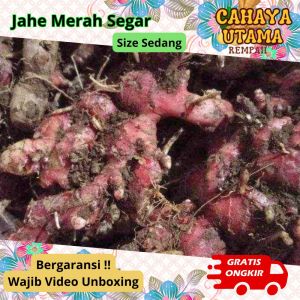 jahe merah segar 1kg Sedang / jahe merah / jahe merah segar 1kg / jahe merah segar 1kg sedang hemat / jahe merah asli  / jahe merah sedang 1kg /  jahe merah 1kg  Wedang jahe merah