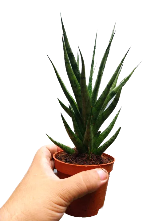 Sansevieria%20'Bunlue%20Torch%E2%80%99%20%20(4%20to%206%20inches%20height)%5BWith%20FREE%201%20Pc.%20Cocopeat,%20Ipa,%20Philodendron%20%20cutting%20randomly%20picked%20by%20Seller%5D%20-%20Image%202