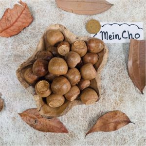 (100gr/20 biji) Biji Oak Buah Oak Indonesia Biji Pasang Properti Foto Dekorasi Rustik