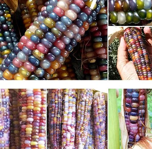 เมล็ดพันธุ์ข้าวโพดพลอย Glass Gem Corn 25-30 เมล็ด คุณภาพแท้