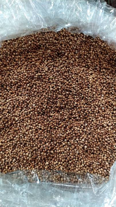 เมล็ดพันธุ์ผักชีไทย ขนาด 1 กก. สำหรับปลูกและทำอาหาร ราคาประหยัด