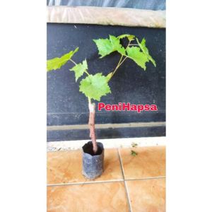 Bibit Anggur Import Taldun Super Grafting