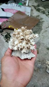 TRUMBU KARANG RANGKAI ISTIMEWAH RUMAH IKAN HIAS AQUASCAPE AQUARIUM