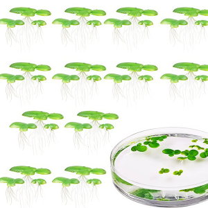 2 Pack Plastic Water Surfaces Floating Realistic Aquarium Decors Improves Habitat