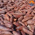Chuối hột rừng Tây Bắc chín ngâm rượu loại 1, phơi khô từ chuối hột, hạt rừng tươi, quả chín cây tự nhiên, bóc vỏ phơi nắng. 