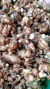 KENCUR CIAMIS (1kg) RASA ENAK PEDAS BIKIN KETAGIHAN COCOK BUAT BUMBU MAKANAN ATAU JAMU