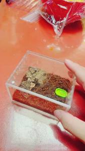 Insect breeding Reptile Feeding Waterproof Enclosure Enclosure for arboreal Tarantula Scorpion Sling Lizards Snake Gecko Jumping Spider Snail Isopods (3.9 * 3.3 * 2.3inch)