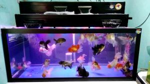 TOP FILTER TALANG/ BOX FILTER WATERFALL BLACK 60 CM DOBEL FULL TUTUP