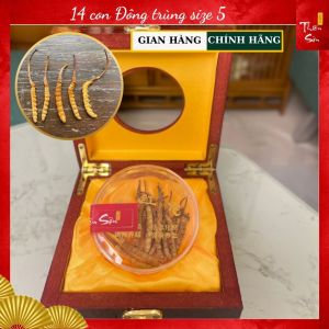 14 con Đông trùng Hạ thảo Tây Tạng size 5 Khô nguyên con hình thật