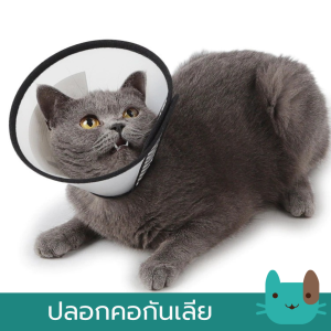 ปลอกคอกันเลีย เอลิซาเบธ ปลอกคอกันเลียหมา ปลอกคอกันเลียแมว ปลอกคอใส่ตัดขน คอลล่ากันเลีย