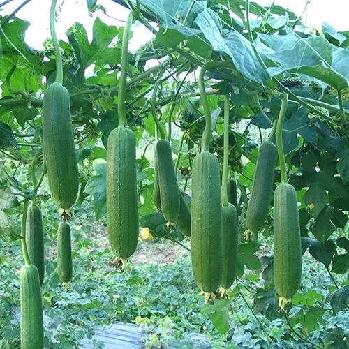 เมล็ดพันธุ์บวบหอม ปลูกง่าย ผลผลิตสูง เหมาะสำหรับมือใหม่