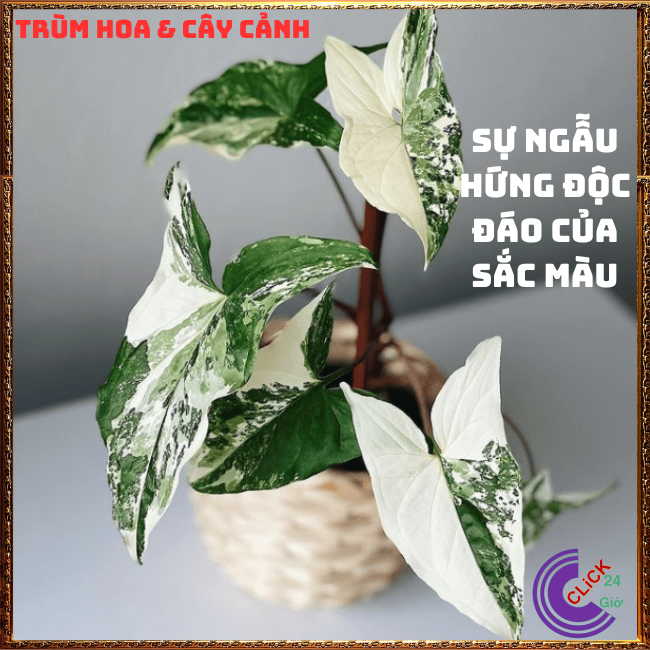 CHẬU CÂY TRẦU BÀ CẨM THẠCH TRỒNG TRONG NHÀ, ĐỂ BÀN SIÊU LỌC KHÔNG KHÍ️💄 ...