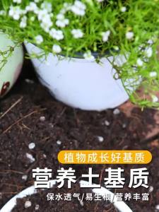 LZD  Organic Nutrient Soil Planting Soil General-Purpose Flower Planting Soil Green Radish Succulent Soil Fertilizers for Potted Flowers Organic Soil