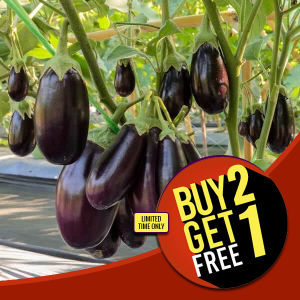 Italian Black Nadia Eggplant Seeds - Eggplant Black Nadia Seeds - Vegetable Seeds Heirloom Vegetable Seeds Rare Talong Seeds