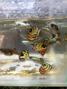 Guppy Yellow Tiger 2 Pairs Ikan Hidup Akuarium Live Fish aquarium