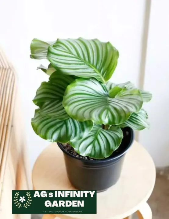 Calathea Orbifolia Plant ( small size ) 3-7 leaves with FREE plastic pot (  indoor Plant , Real Plant , Plants for sale and Lowest Price ) | Lazada PH