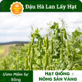 Hạt giống Đậu Hòa Lan (Đậu Hà Lan) Ăn Hạt ( Lấy Hạt) Rất Nhiều Dinh Dưỡng Và Vitamin, Chế Biến Thành Rất Nhiều Món Ăn (Gói 20 Gram) - Nông Sản Vàng. 