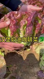 Hamburger cream coffee lettuce purple leaf lettuce heat-resistant suitable for planting in all seasons winter-hardy health-promoting vegetable