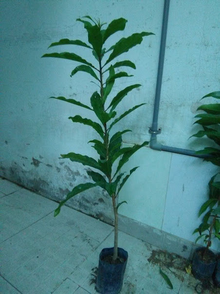 Cây lộc vừng- cao khoảng 50cm
