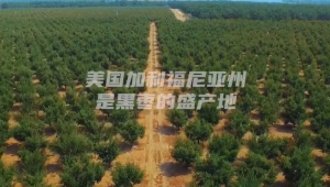 Miki Prune Extract 280g 黑枣精 Expired: 01/08/2026