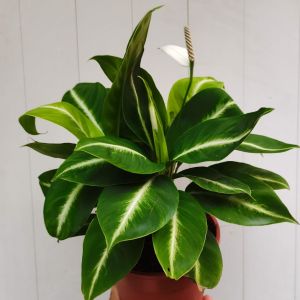 SOV  real live plant  pokok hidup  indoor plant  spathiphyllum varigated sphathiphyllum zebra