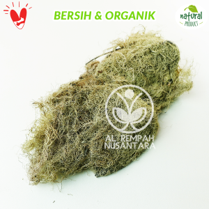Kayu Angin Kering Organik 500gr Asli Hutan