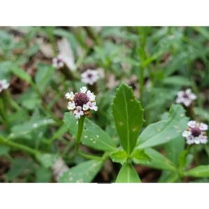 Cây Lức Lan Tươi( Lức Dây) Dứt Điểm Trĩ NộiTrĩ Ngoại Siêu Hiệu Quả.097.118.3688