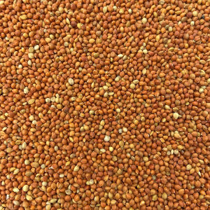 Hạt Kê Đỏ Nhỏ Ấn Độ – Vỏ Mềm Thức Ăn Sạch Cho Vẹt Yến Phụng Chim Cảnh