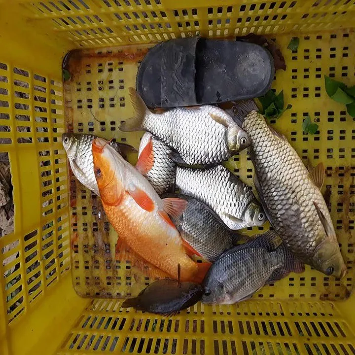 G%C3%93I%20M%E1%BB%92I%20C%C3%82U%20C%C3%81%20R%C3%94%20PHI,CH%C3%89P%20SI%C3%8AU%20C%E1%BA%A4P-M%E1%BB%92I%20C%C3%82U%20C%C3%81%20R%C3%94%20PHI,CH%C3%89P,M%C3%88%20SI%C3%8AU%20NH%E1%BA%A0Y-M%E1%BB%92I%20C%C3%82U%20C%C3%81%20C%C3%93%20V%E1%BA%A2Y%20-%20Image%204